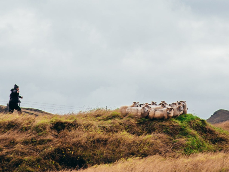 Teachers as Shepherds